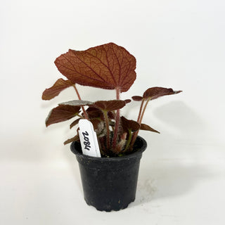 Begonia 'Rice Paper' [#2086]