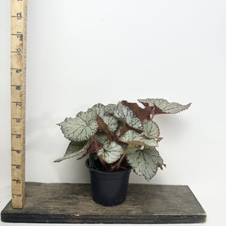 Begonia 'Desperado' [#2123]
