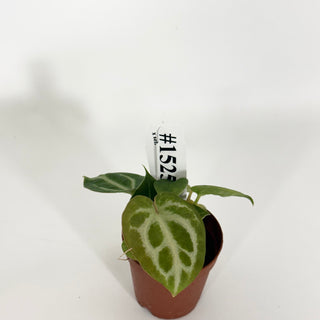 Anthurium 'Brielle'/'Michelle' x self - 3 Seedlings [#1525]