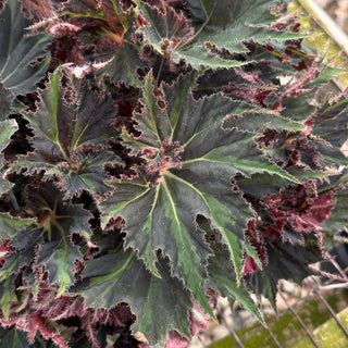 Begonia 'Texas Red Star'