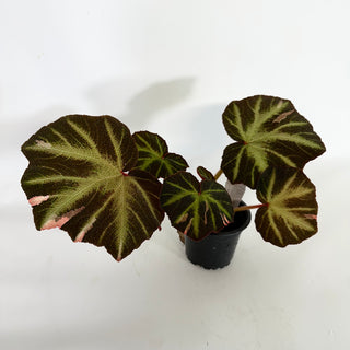 Begonia soli-mutata (variegated) [#1099]