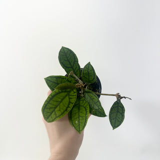 Hoya callistophylla 'Vena' [#1964]