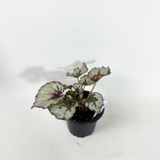 Begonia 'Jessica' [#2148]