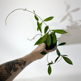 Hoya stoneana [#2141]