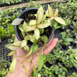 Hoya lacunosa ‘Souma’