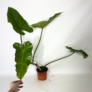 Philodendron subhastatum variegata (Non-TC) [#1539]
