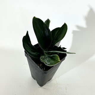 Scindapsus treubii (Dark Form) variegata [#2050]