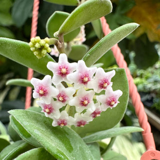 Hoya nummularioides