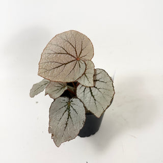 Begonia 'Rice Paper' [#1912]