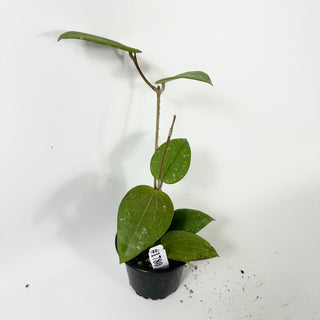 Hoya glabra [#1780]