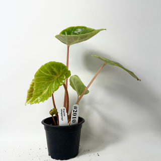 Begonia chingipengii [#2010]