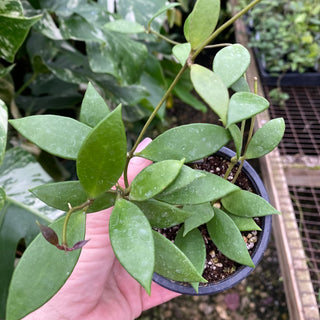 Hoya sp. Lai Chau Forest Vietnam