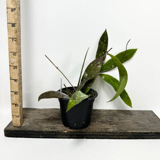 Hoya kaikoeana [#1933]