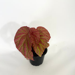 Z-4753 - Begonia "Crazy Pink" **NEW Release**