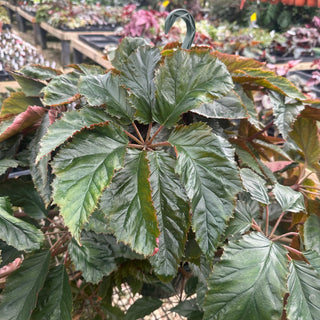 Begonia 'Carol Mac'