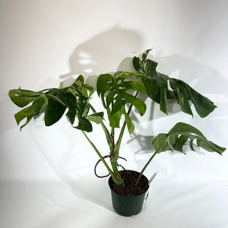 Monstera deliciosa var. borsigiana albo-variegata [#1852]