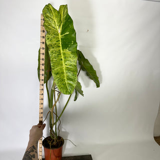 Philodendron 'Paraiso Verde' (Non-TC) [#1709]