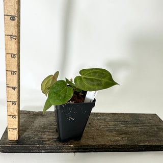 Anthurium SKG red crystallinum x 'Amelia's Delight' [#1671]