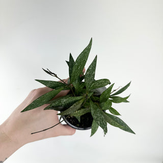 Hoya parviflora