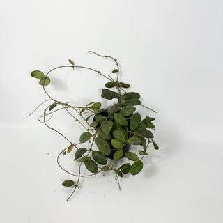 Hoya sp. GPS-7240 [#2386]