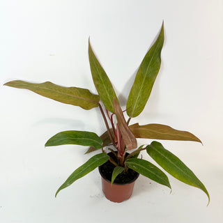 Philodendron 'Orange Marmalade' (Non-TC) [#2429]