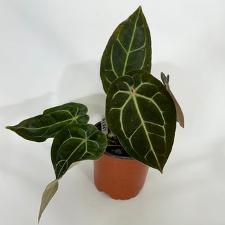 Anthurium 'Zara'/'Michele' x aff. besseae [#1347]