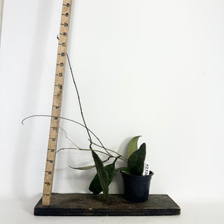 Hoya towutiensis [#2326]