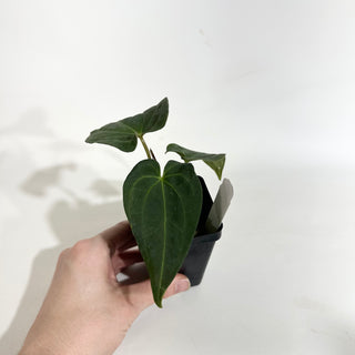 Anthurium Wu papillilaminum x 'Arnold Schwarzenegger' [#1787]