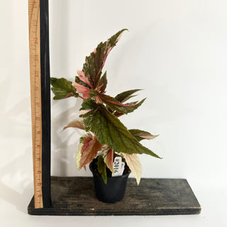 Begonia 'Ginny Galaxy' [#2016]