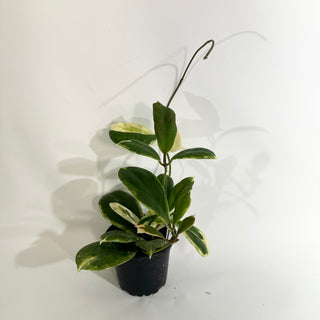 Z-4863 - Hoya incrassata "Moon Shadow"