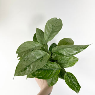 Hoya coriacea (silver) [#2452]