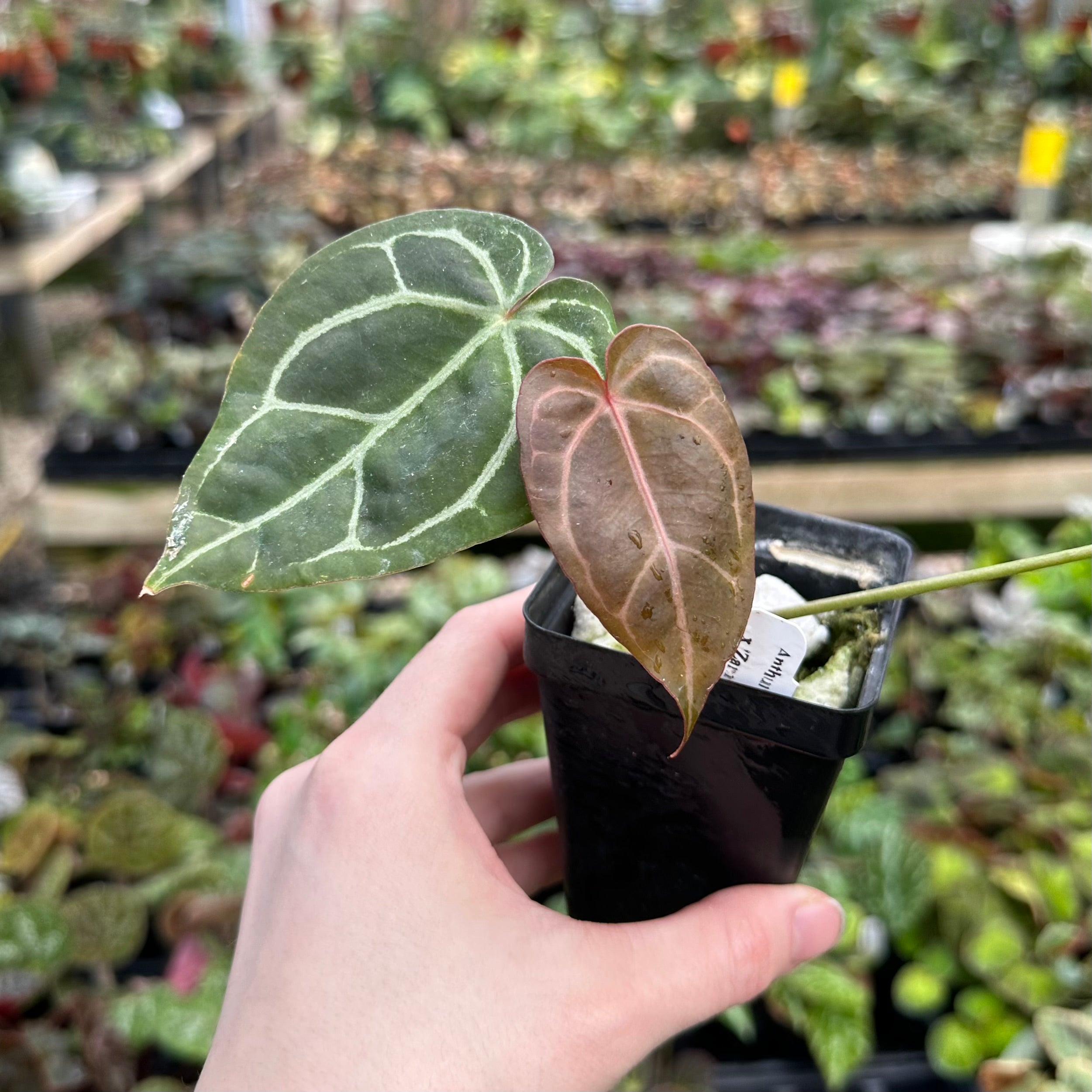 anthurium crystallinum x Anthurium crystallinum/magnificum x 'Zara'