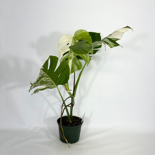 Monstera deliciosa var. borsigiana albo-variegata [#1450]