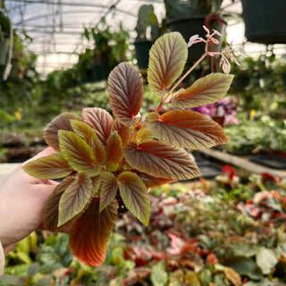 Begonia ulmifolia (dark varient)