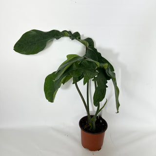 Z-4550 - Philodendron sp. 69686 x subhastatum (Non-TC)