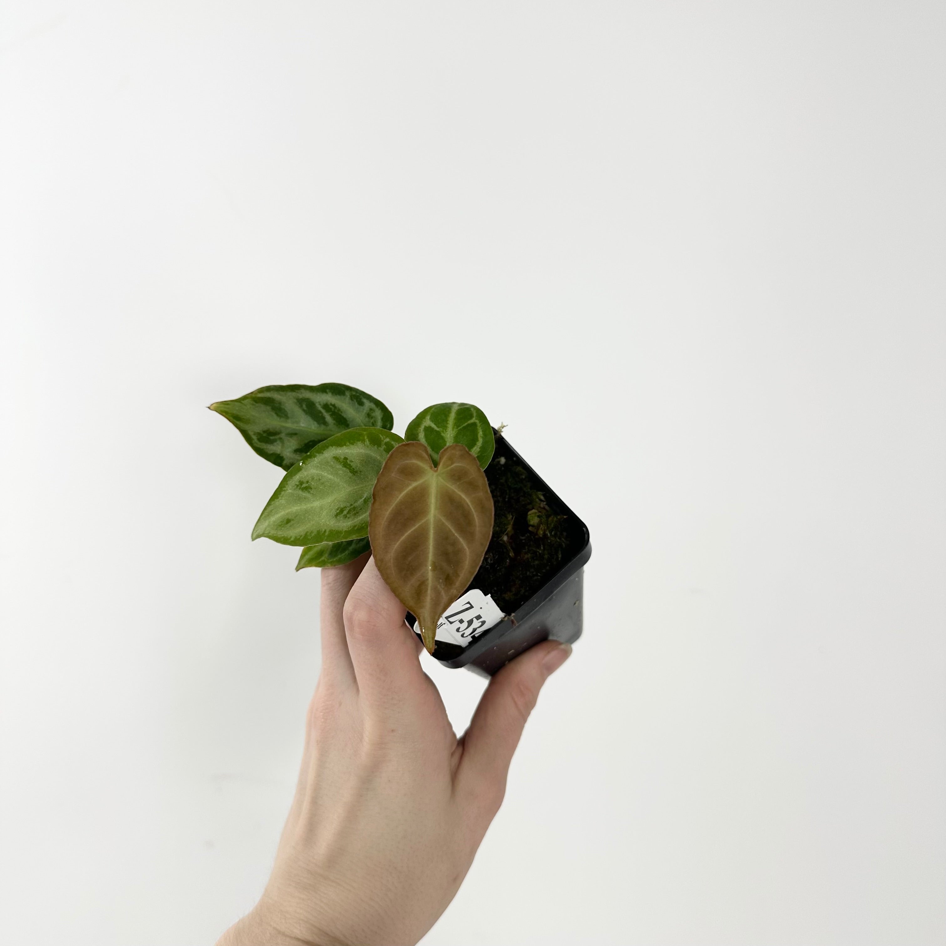 ドロマーアガサ Anthurium Thor's Lightning '51' x Crystal Red '12' by DocBlock