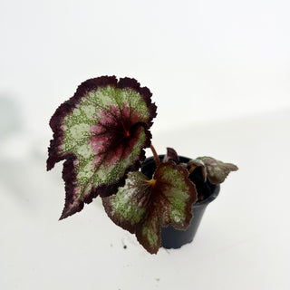 Begonia 'Steve Rosenbaum' [#2154]