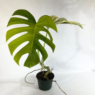 Monstera deliciosa 'Marmorata' [#1854]