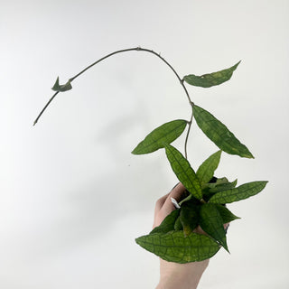 Hoya cv. finlaysonii x undulata [#2464]