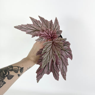 Begonia 'Lamoon' [#2128]