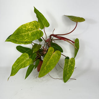 Philodendron 'Painted Lady' (Non-TC) *Sport* [#2097]