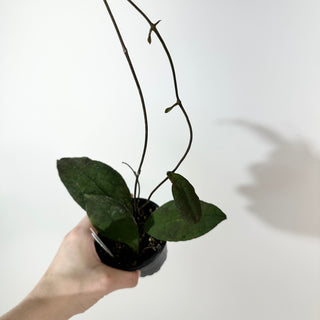 Hoya peninsularis [#2188]