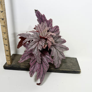 Begonia 'Lamoon' [#2103]