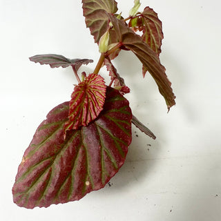Begonia "Crazy Pink" [#2012]