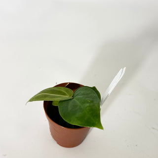 Anthurium 'Doc Block F3' - Seedling [#1720]