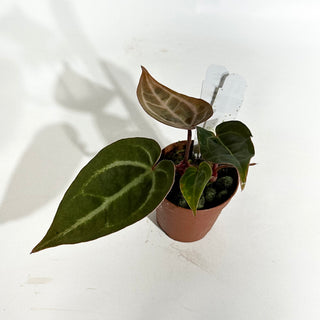 Anthurium 'Contessa' x self - Seedling [#1978]