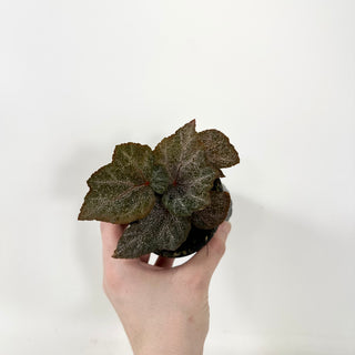 Begonia 'Robin' [#1942]