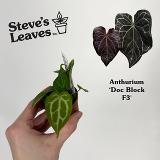 Anthurium 'Doc Block F3' - 3 Seedlings [#1527]