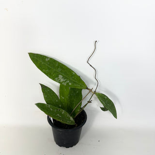 Hoya kaikoeana [#2288]