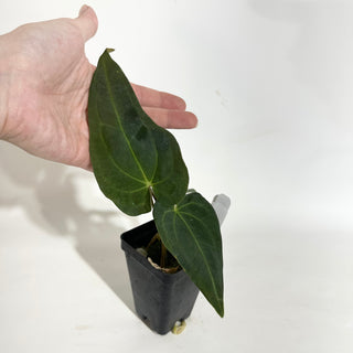 Anthurium Wu papillilaminum x 'Arnold Schwarzenegger' [#1787]